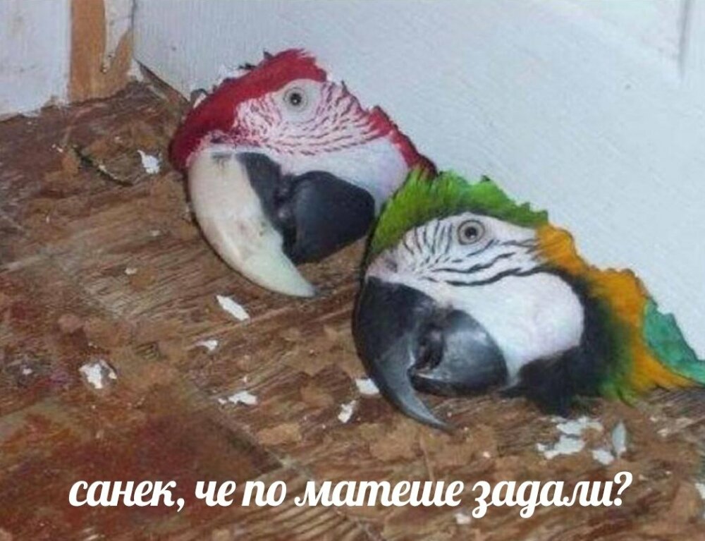 мемы, которые взрывают